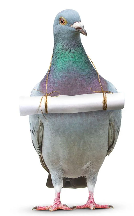 pigeon avec une feuille de papier roulée autour du cou